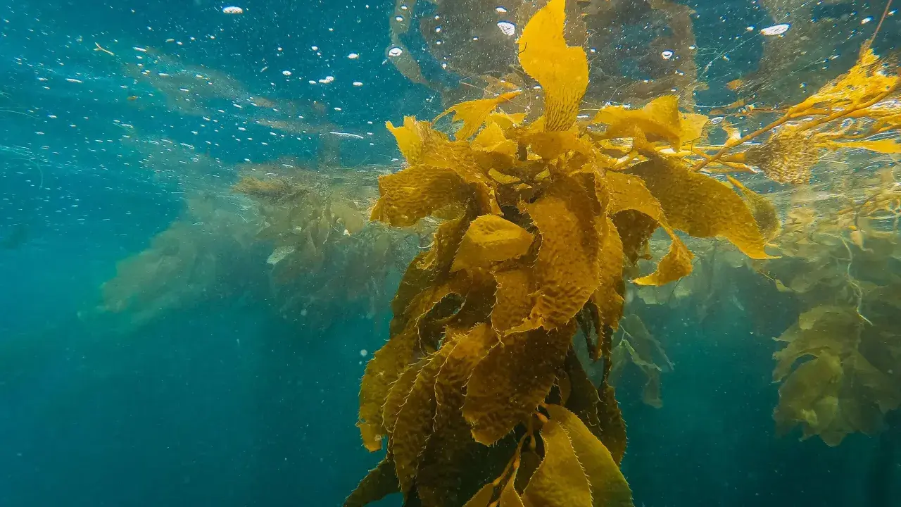 Vattenytan med bubblor och solljus som bryter igenom. En stor kelp-växt svävar i det blå vattnet, dess blad är gyllene. Kelp kan ha biverkningar, men denna syn är vacker.