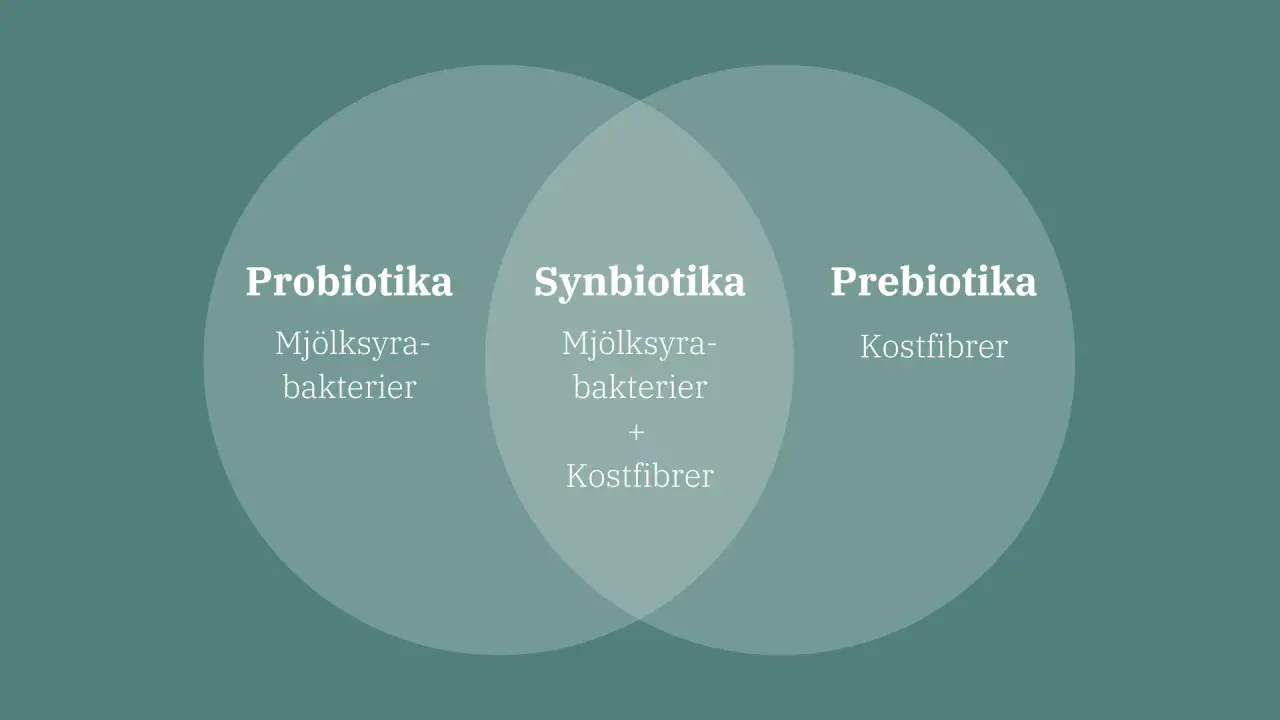 Bild visar en Venn-diagram som förklarar probiotika och prebiotika. Probiotika är mjölksyrabakterier, prebiotika är kostfibrer. Synbiotika är en kombination av båda.