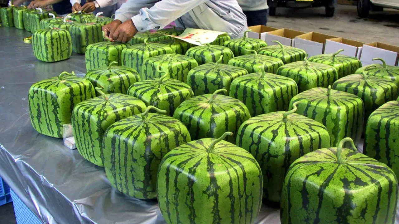 Rader av fyrkantiga vattenmeloner, redo att packas. Hoppas ingen får ont i magen av vattenmelon!
