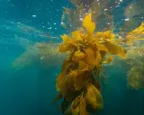 Vattenytan med bubblor och solljus som bryter igenom. En stor kelp-växt svävar i det blå vattnet, dess blad är gyllene. Kelp kan ha biverkningar, men denna syn är vacker.