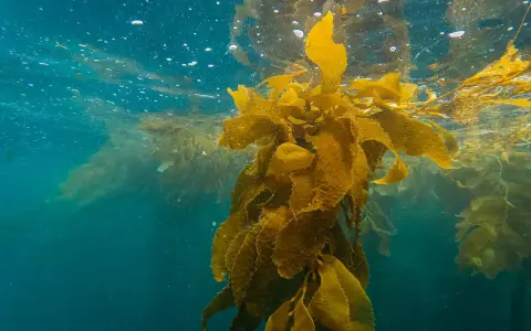 Vattenytan med bubblor och solljus som bryter igenom. En stor kelp-växt svävar i det blå vattnet, dess blad är gyllene. Kelp kan ha biverkningar, men denna syn är vacker.