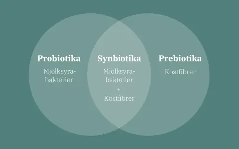 Bild visar en Venn-diagram som förklarar probiotika och prebiotika. Probiotika är mjölksyrabakterier, prebiotika är kostfibrer. Synbiotika är en kombination av båda.