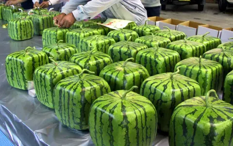 Rader av fyrkantiga vattenmeloner, redo att packas. Hoppas ingen får ont i magen av vattenmelon!