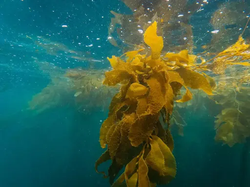 Vattenytan med bubblor och solljus som bryter igenom. En stor kelp-växt svävar i det blå vattnet, dess blad är gyllene. Kelp kan ha biverkningar, men denna syn är vacker.