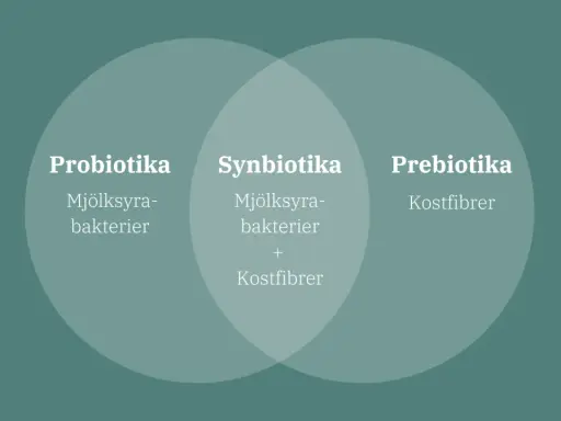 Bild visar en Venn-diagram som förklarar probiotika och prebiotika. Probiotika är mjölksyrabakterier, prebiotika är kostfibrer. Synbiotika är en kombination av båda.