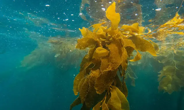 Vattenytan med bubblor och solljus som bryter igenom. En stor kelp-växt svävar i det blå vattnet, dess blad är gyllene. Kelp kan ha biverkningar, men denna syn är vacker.