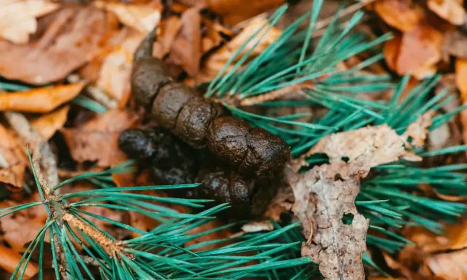 Hundbajs på höstlöv och barr. Mörkbrun avföring, som kan betyda melena om den är svart och kletig.