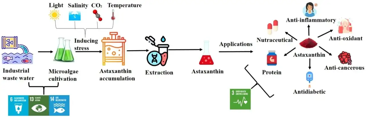 Diagrammet visar hur astaxanthin forskning leder till utvinning av astaxanthin fr&aring;n mikroalger, med applikationer som nutraceutika, protein, antiinflammatoriska, antioxidativa, antikancer&ouml;sa och antidiabetiska effekter.