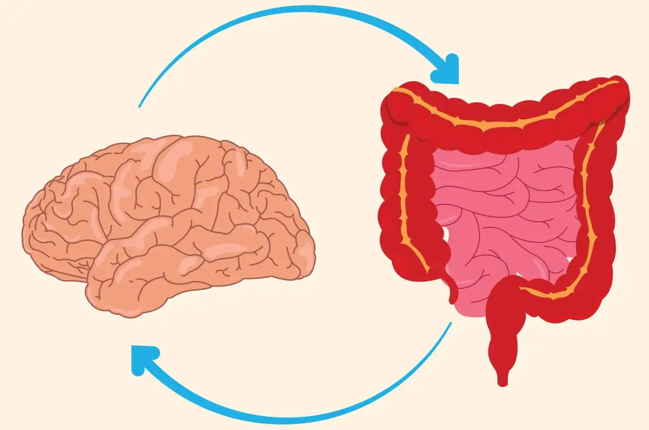 Illustration av hjärna och tarmar med pilar som visar koppling. Kan relateras till ibs symtom yrsel.